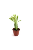 Euphorbia Trigona Afrika Süt Ağacı 5.5 Cm Saksıda - 1