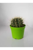 Echinocactus Grusoni Kaktüs thumbnail 1