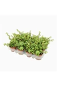 Para Ağacı Bonsai Portulacaria Afra Fil Yemi Sukulent 5,5cm - 2