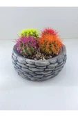 Renkli Kaktüs Aranjman thumbnail 2