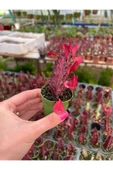 Süt Ağacı Kaktüs - Euphorbia Trigona Rubra - 2