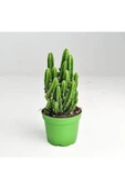 Cereus Peruvianus -florida-radrasyon - 1