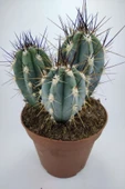 Stetsonia Coryne Kaktüs 13 Cm Capında Mavi Sütun Kaktüs - 1
