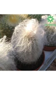 Cephalocereus Senilis, Çiçek Açan Sütun Kaktüs - 2