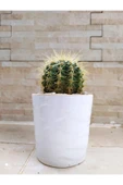 Porselen Saksıda Büyük Boy Taş Kaktüs thumbnail 1
