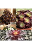 Geceleri De Oksijen Veren Black Rose Bonsai Fidesi 5.5 Saksıda - 1