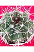 Melocactus-kaktüs-10.5 Cm Saksı-ref4b/49 thumbnail 2