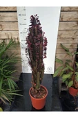 Euphorbia Trigona "rubra" Xl thumbnail 1