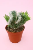 Opuntia Vestita Cristata thumbnail 1