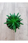 Peperomia Nuvelis ( 5,5 Cm Saksıda ) Nadir Tur Sukuklent thumbnail 3