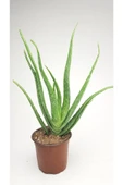 Aloe Vera Bitkisi Fidanı - 1