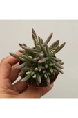 Kalanchoe Daigremontiana, Aşkın Gözyaşı Bitkisi Sukulent thumbnail 2