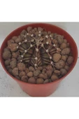 Dörtlü Gymnocalycium Mihanovichii Set thumbnail 2