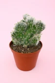 Opuntia Vestita Cristata thumbnail 2