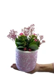 Dekoratif Saksıda Kalanchoe Şenliği thumbnail 2