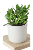 5 Adet Crassula Ovata Şans Para Çiçeği Şık Dekoratif Saksıda thumbnail 3
