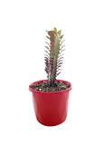 Euphorbia Trigona Red (afrika Süt Ağacı) 5.5 Cm Saksıda - 1