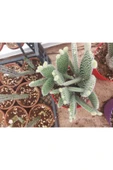 Opuntia Microdasys(tavsan Kaktus) thumbnail 4