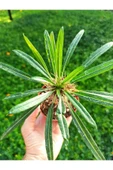 Pachypodium Lamerei - Madagaskar Palmiyesi, 8.5 Cm Saksıda thumbnail 2