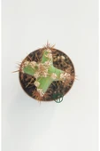 Cereus Validus thumbnail 2