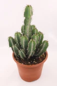 Euphorbia Polyacantha Kaktüs thumbnail 1