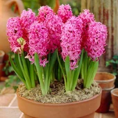 Kokulu Pembe Pink Pearl Sümbül Soğanı(3 adet) - 1