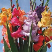 Karışık Glayör Çiçeği Soğanı Gladiolus Mixed (4 adet) - 1