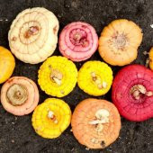 Karışık Glayör Çiçeği Soğanı Gladiolus Mixed (4 adet) - 2