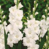 Beyaz Glayör Çiçeği Soğanı Yumrusu Gladiolus White Swan (2 adet) - 1