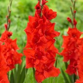 Kırmızı Glayör Çiçeği Soğanı Yumrusu Gladiolus Red Swan (2 adet) - 1