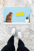 Dijital Baskı Mavi Sarman Kedi Desen Kapı Önü Paspası K-1029 - 1