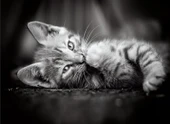Clementoni Kedi Yavruları 1000 Parça High Quality Collection Yetişkin Puzzle Kitty Clemkit - 2