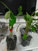 Gelin Çiçeği Gala Çiçeği Fidanı Beyaz 15-25 Cm thumbnail 2