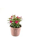 Fuchsia Cultivars Küpeli Çiçeği Fidanı 10-20 cm - 2