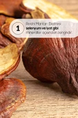 Erbatab Reishi Mantarı Ekstresi 60 Kapsü thumbnail 3