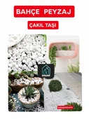 Karadeniz Saksı Teraryum  Taşı Dere Çakıl Taşı 2 Kg - 1