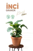 Omnipazar KRS-342 Dekoratif İnci Bitki Çiçek Saksı Takımı 2.2 Litre No 2 - 5