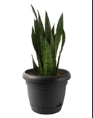 Omnipazar KRS-344 Dekoratif İnci Bitki Çiçek Saksı Takımı 8.8 Litre No 4 thumbnail 3