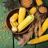 Cin Mısır Tohumu 20 GRam Tarımsal İçin Tohumu - 1