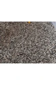 MOYASHOP 1 Kg Alaca Papağan Çekirdeği - Alacalı - Çekirdek - Kuş Yemi - Yem - 1