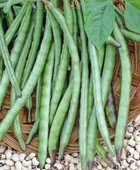 Akkız Börülce Tohumu Oturak +100 Adet - 1