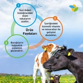 İNTEGRO DİRENÇ BUZAĞI ŞIRINGA JEL (50 GR X 5 ADET ) - 5