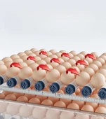 60 Yumurta Kapasiteli Tam Otomatik Kuluçka Makinesi - Civciv, Kaz, Hindi ve Ördek Yetiştiriciliği Epo-W60 thumbnail 3