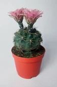 Gymnocalycium Baldianum - çiçek açan nadir kaktüs - kolay bakım - canlı renkler - 8.5 cm saksıda thumbnail 1