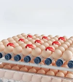 60 Yumurta Kapasiteli Tam Otomatik Kuluçka Makinesi - Civciv, Kaz, Hindi Ve Ördek Yetiştiriciliği Epo-w60 thumbnail 3