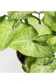 Melek Kanadı Çiçeği 20-30 Cm Saksılı Iç Mekan Bitkileri Syngonium Podophyllum - 3