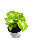 Syngonium Mango Allusion - Melek Kanadı Çiçeği Ev Ofis Salon Iç Mekan Bitkisi - 1