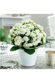 Saksılı Beyaz Kalanşo Çiçeği( 12 Lik Saksıda ) thumbnail 1