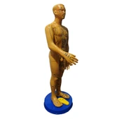 Akupunktur İnsan Maketi - 1