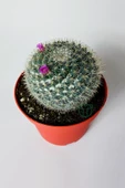 Yaşlı Kadın Kaktüsü (Mammillaria Hahniana) – kolay bakım, küçük çiçekler 8.5 cm saksıda - 3